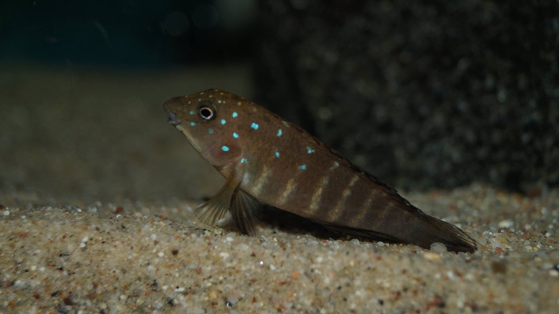 Tanganicodus irsacae 'Katonga'